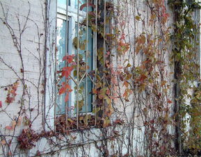 【八一】青藤小屋的日子（散文·家园）