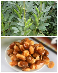 故乡豆类之扁蚕豆