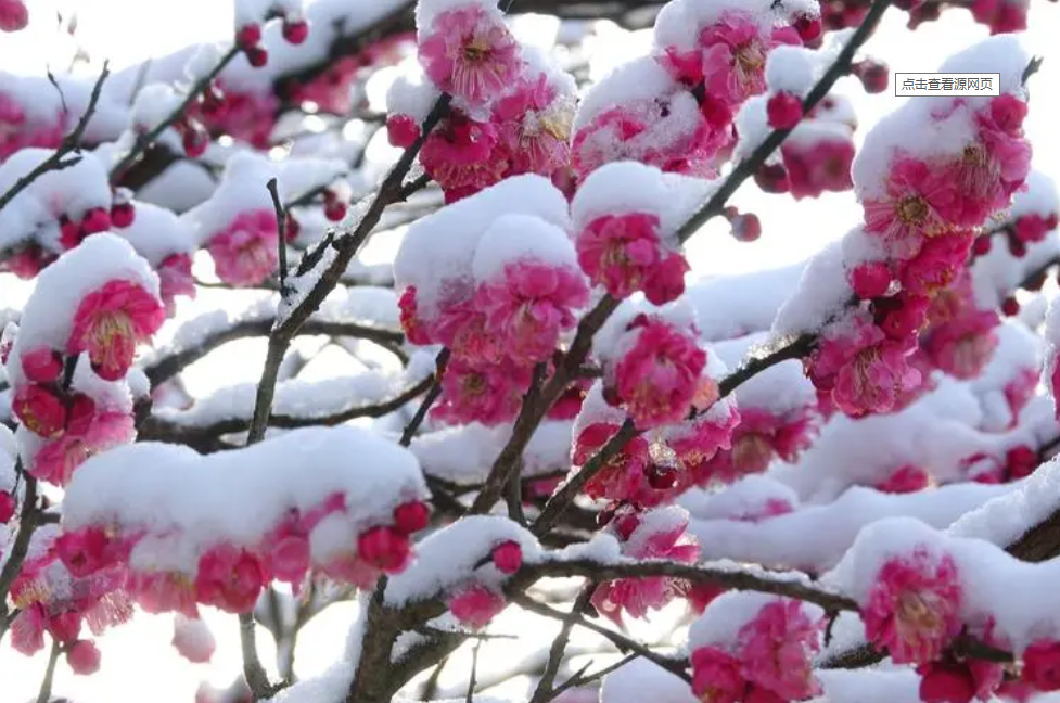 【萌芽】瑞雪纷飞心花开（记叙文）