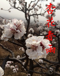 【赏析】杏花的春天
