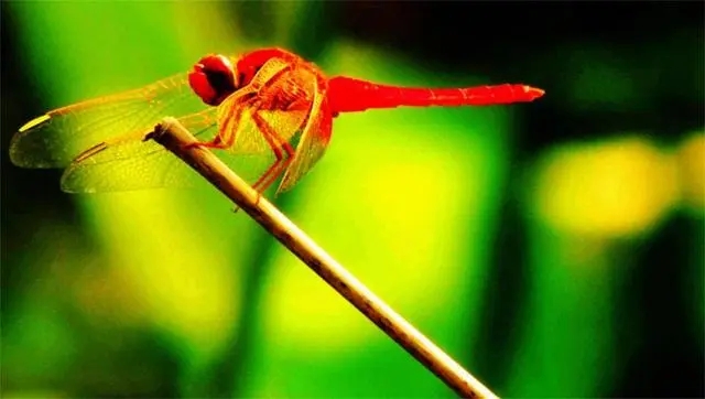 【丁香】【护花使者】晚霞中的红蜻蜓（散文）