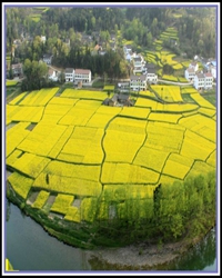 美丽的油菜花