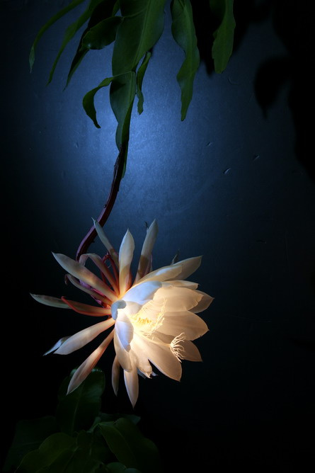 【摆渡】昙花（随笔）