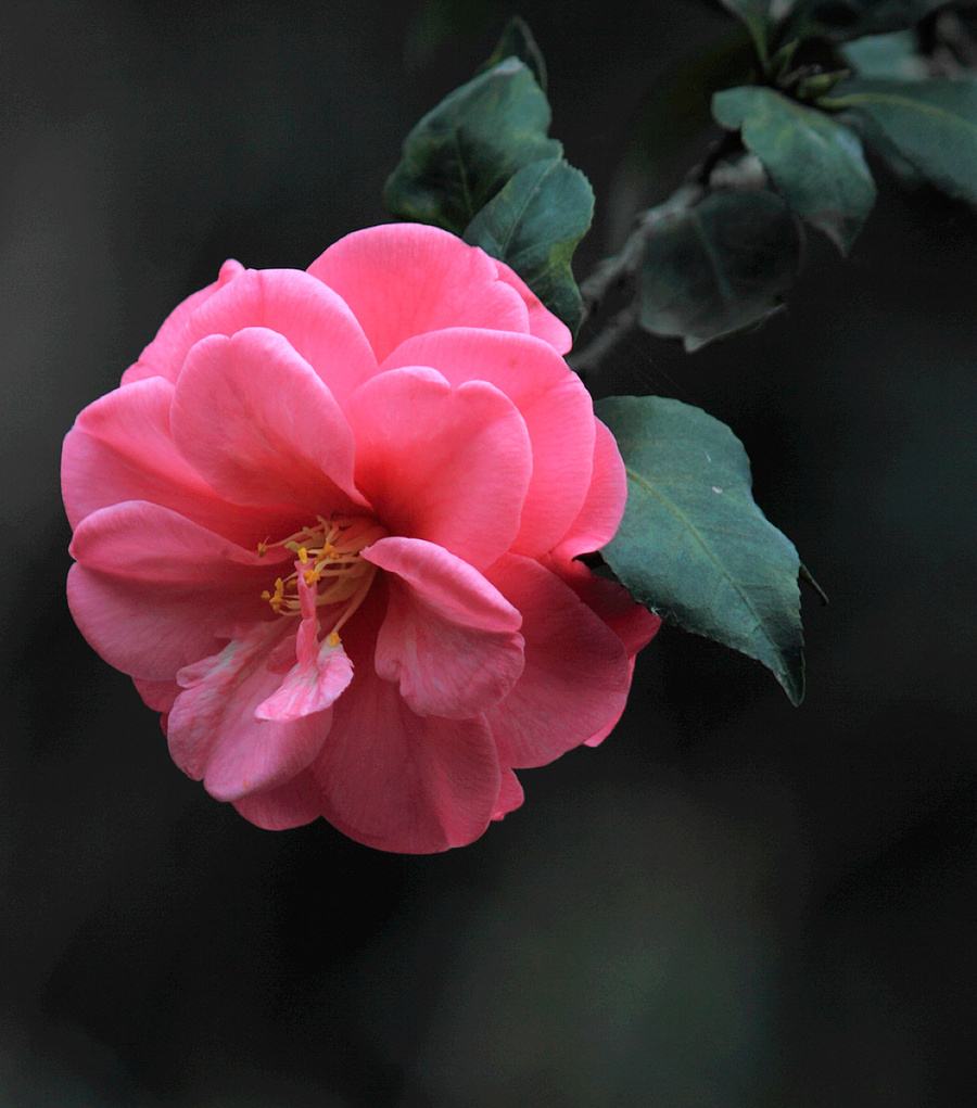 【暗香·人生百态】水风吹落眼前花（散文）