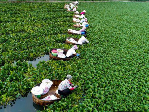 【荷塘】采菱（散文）