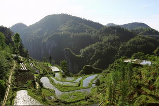 【八一】湘西捉蛇人（散文·家园）