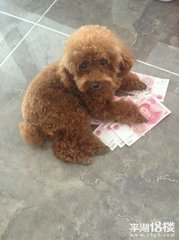 【江山宸光】小狗买东西（儿童诗外一首）