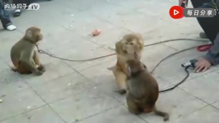 【菊韵】猴戏（微小说）