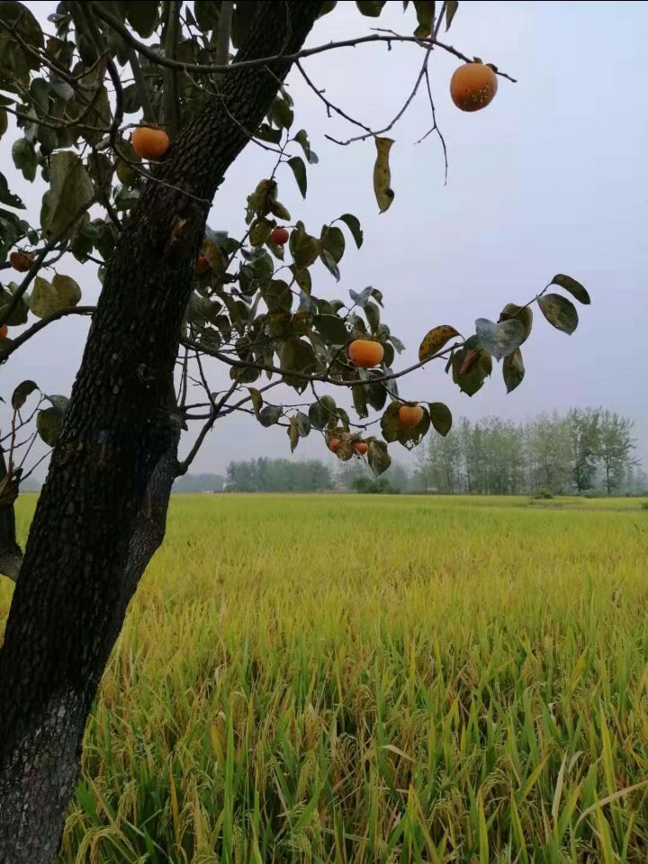 【八一】草根的姿态（散文·家园）