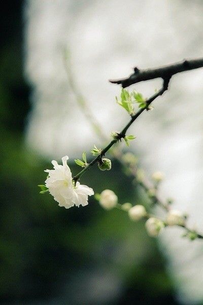 【流年】那年花开花又落（小说）