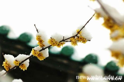【荷塘】雪落校园百媚生（散文）