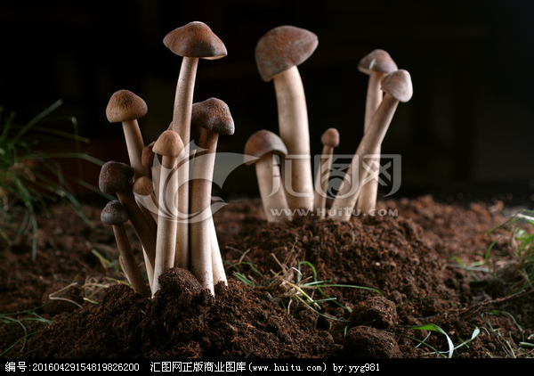 【荷塘】家乡飘香的鸡枞菌（散文）