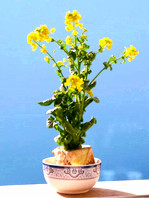 【浪花】白菜、疙瘩和黄花（散文）