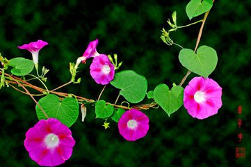牵牛花（散文）