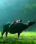 【如云】牛背上的梦（看图写诗）