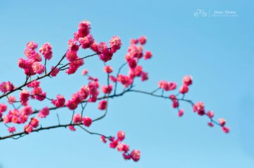 【萌芽春天】春天的童话（散文）