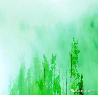 【八一·情】春风吹来一缕思念（散文）