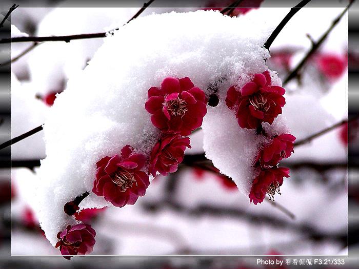 【荷塘“有奖金”征文】又见梅花开（散文）