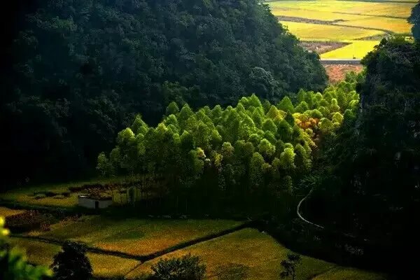 【丁香.那年丁香】情系鼓浪屿（散文）