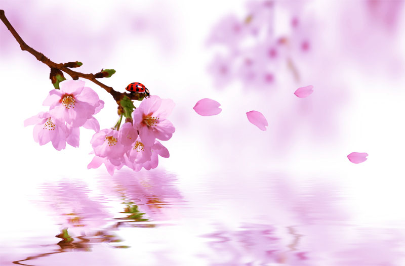 【天涯“纽薇兰蜂蜜杯”征文】三月，桃花正开（随笔）
