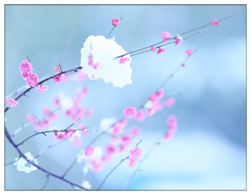 【八一】七律·咏梅（古韵四首·家园）