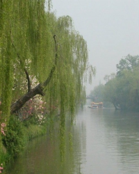 春光明媚杨柳青青