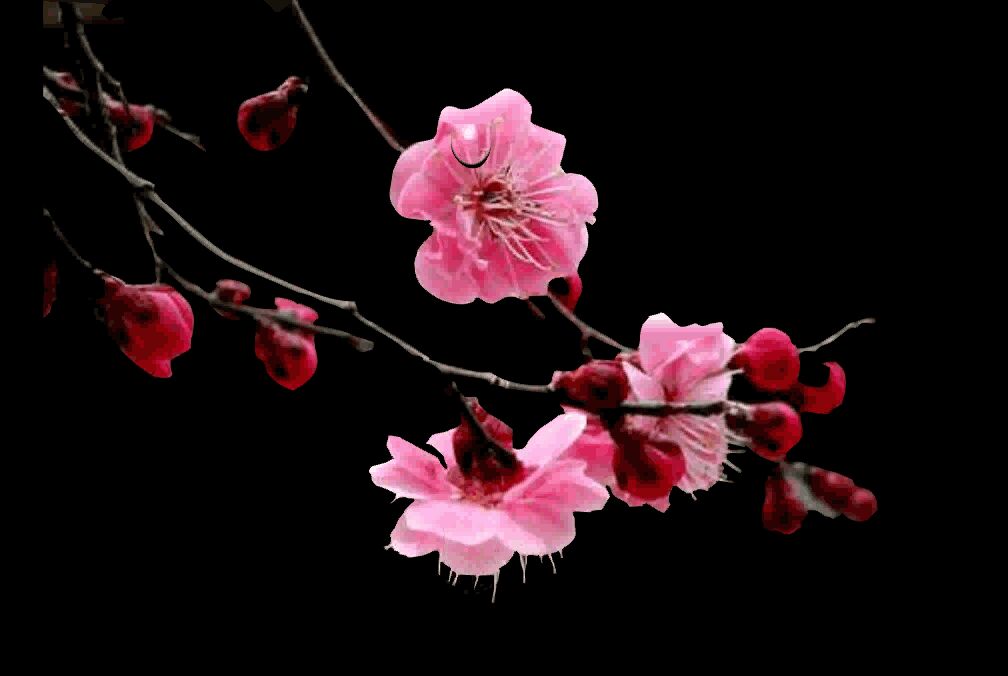 【风恋】梅花六章（诗歌）