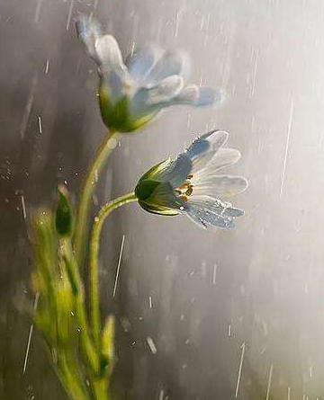 【菊韵】 被细雨打湿的黄昏（散文）