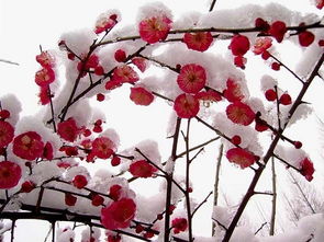 【八一】梅雪（古韵外十一首·家园）