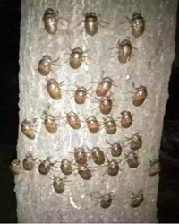 摸爬叉