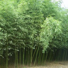【西风】老竹鬼（小说）