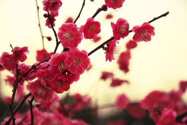 真想变成漂亮的梅花（儿童诗）