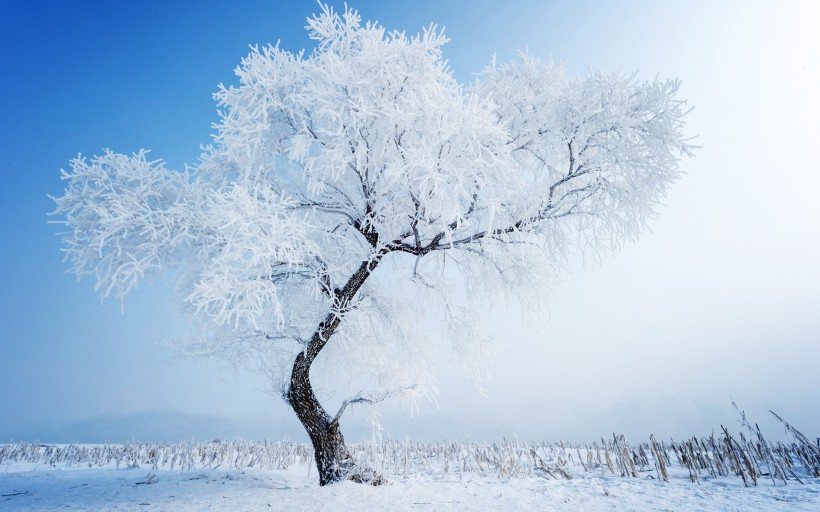 【回归】瑞雪兆丰年（随笔  外一篇）