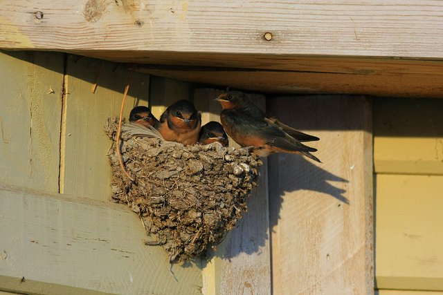 荷塘征文燕归情思长散文