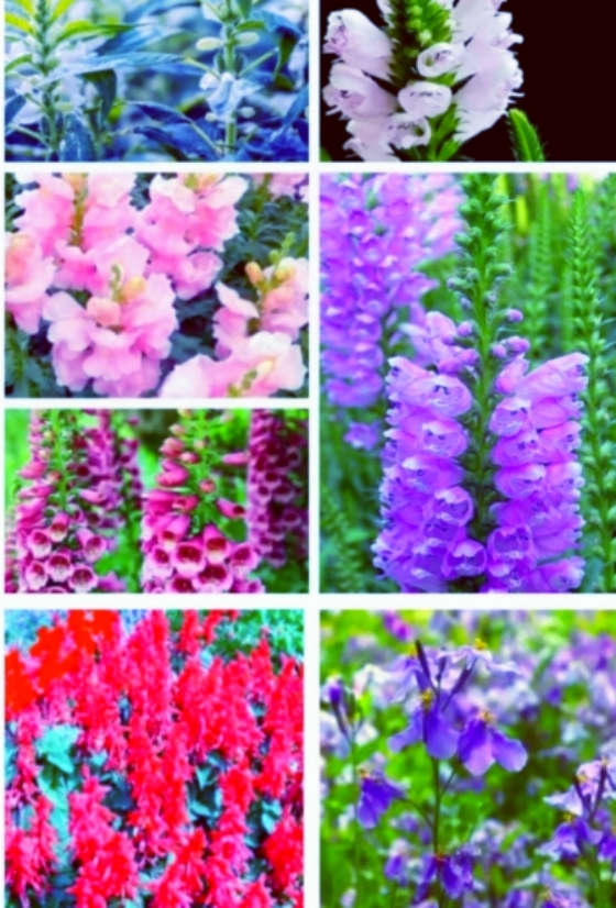 【天涯】记忆中的节节高花（散文）