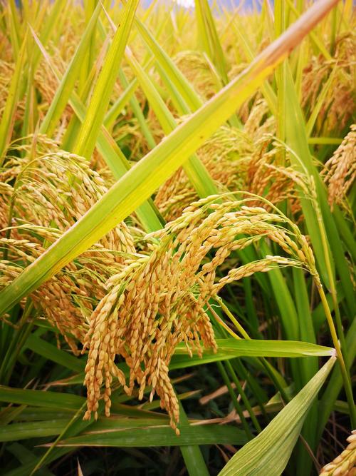 【凤凰·舞】乡村教师咏叹调（随笔）