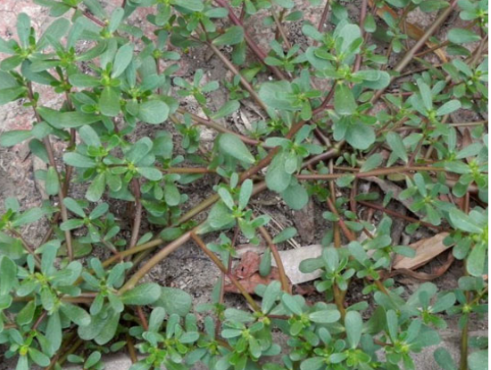 【丹枫】马蜂菜（散文）