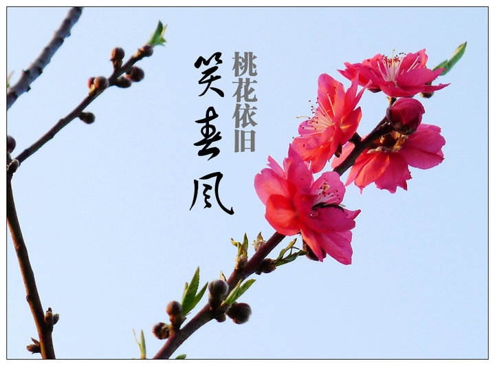 【丹枫】桃花依旧笑春风（散文）