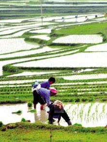 【流年】春天农事（散文）