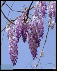 紫桐花开