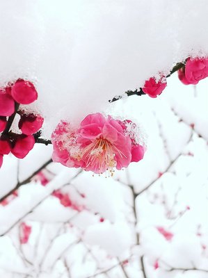 【流年】石桥雪霁梅花（散文外一篇）