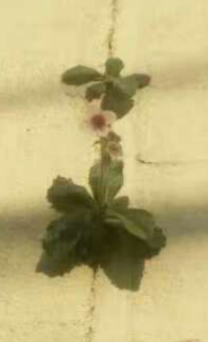 【天涯】长在画家画布里的狗奶花（童话散文）