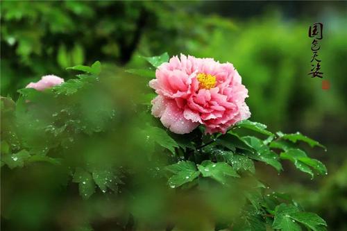 【八一】花事诗情（散文组章）