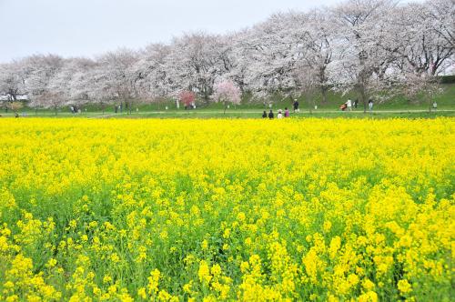 【八一】田野里的歌（外一首·家园）
