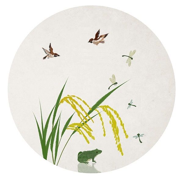 【流年】杂粮简谱：谷子（散文）