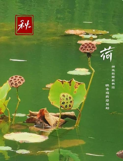 【八一】聆听莲蓬（散文）