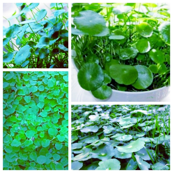 【天涯】金钱草小记（散文）
