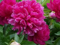 【丁香花开】梦见初夏（诗歌）