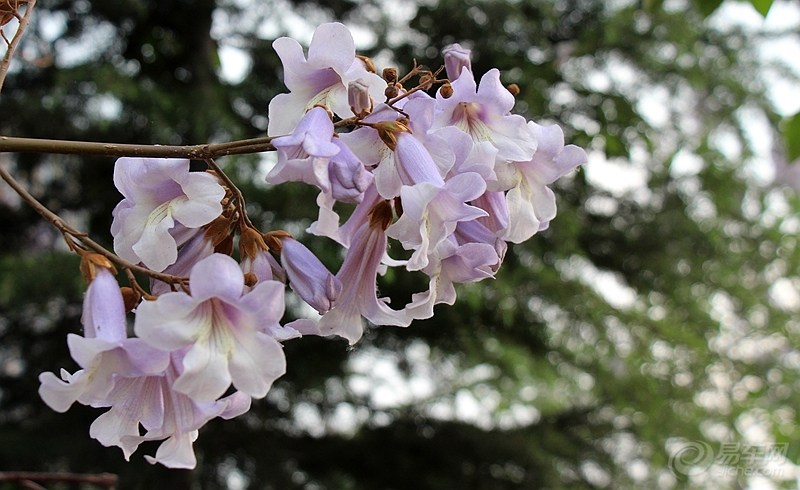 【丁香•守望花开】睿思：盛夏梧桐 (散文)