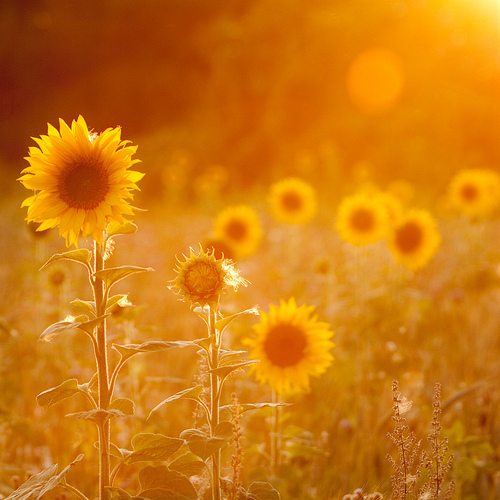【丁香花语】零钱，温暖我曾经的记忆（散文）
